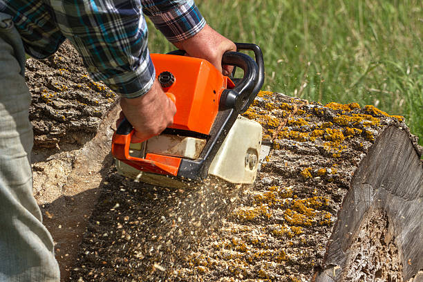Tree Health Assessment and Care